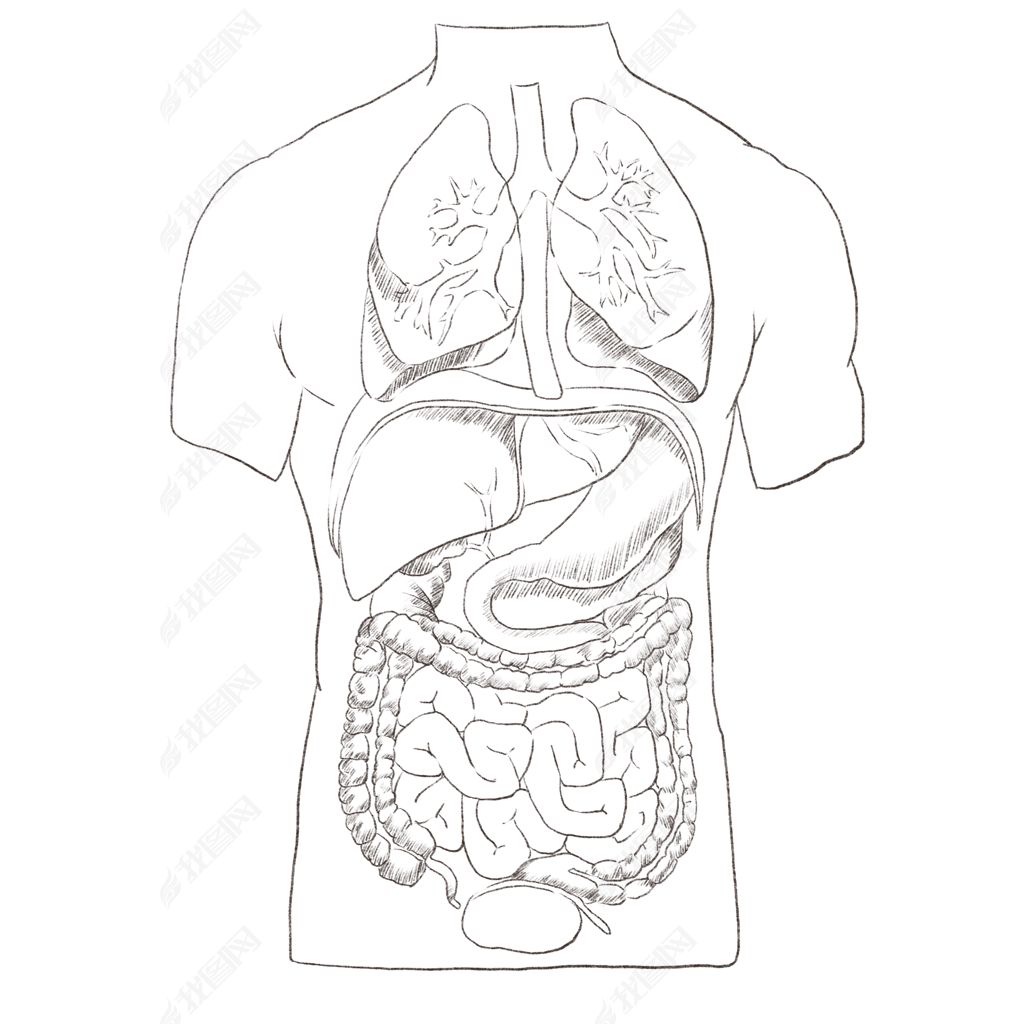 线描人体内脏