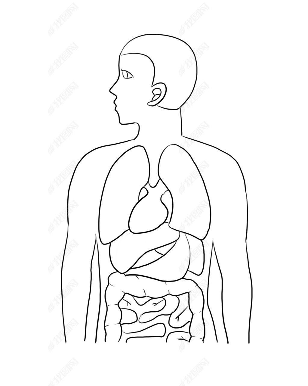 线描人体内脏