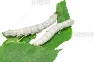 蚕宝宝今天又长大了一点点