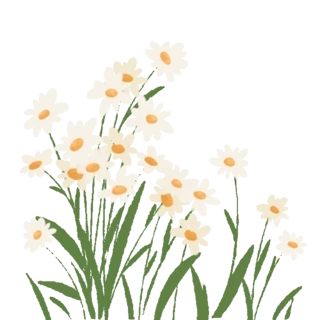 春天白色花朵小雏菊野花植物绿色动图gif