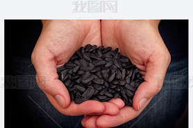 Woman holds fresh sunflower seeds in her palms