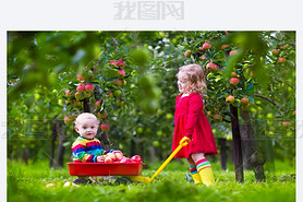 Kids playing in apple tree garden