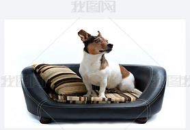 Jack Russell Terrier sitting on Luxury Dog Bed