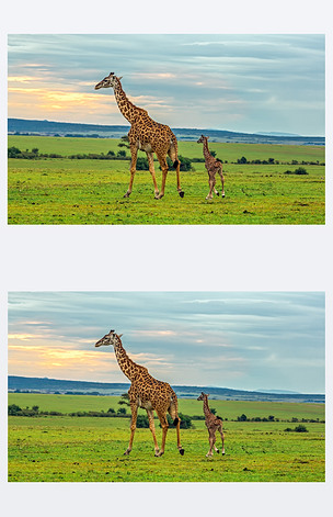 原创与她的婴儿的母亲长颈鹿-版权可商用