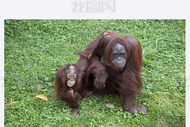 Orang utan ĸ뺢