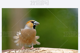 Hawfinch 봵ë