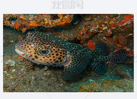 Porcupinefish (׶㻢)