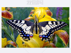 machaon ڻ