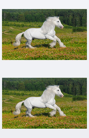 白色马跑驰骋在草原上