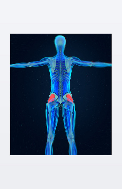 原创女性的阔筋膜张肌解剖模型-版权可商用