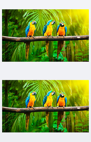 蓝黄相间的金刚鹦鹉