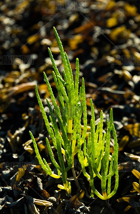 Ұӻ Glasswort (), ʿ, Ӣ