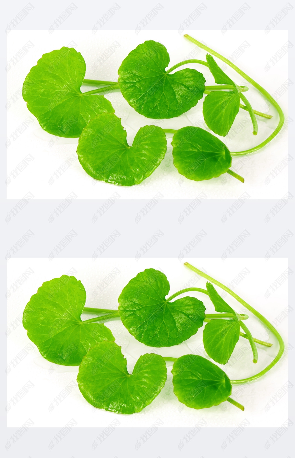 摄影图 照片 健康医疗 印度 pennywort(积雪草(l 市区.