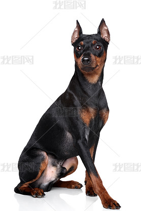 ΢ pinscher 