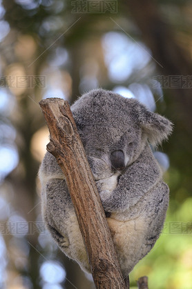 Koala sleeping