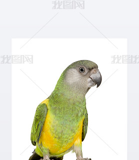 ڼӶ-poicephalus senegalus