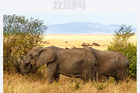 Adult african bush elephants grazing in African sanna