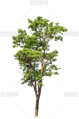 Pterocarpus indicus known by several common names, including Amb