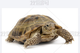 Turtle2