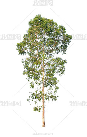 Eucalyptus tree, tropical tree in the northeast of Thailand isol