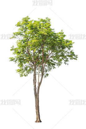 Pterocarpus indicus known by several common names, including Amb