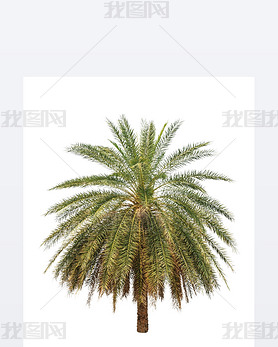 Date palm (Phoenix dactylifera), tropical tree in the northeast