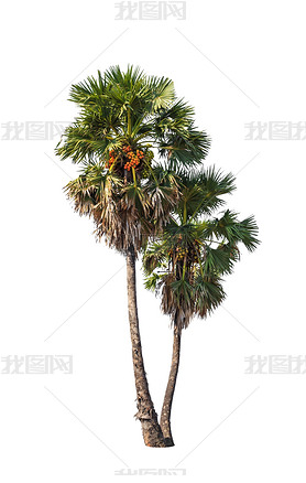 Two borassus flabellifer trees, known by several common names, i
