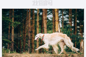 White Russian Borzoi, sighthound, gazehound hunting dog, runnin