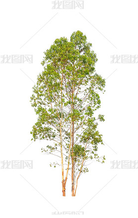 Eucalyptus tree, tropical tree in the northeast of Thailand isol