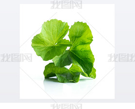 gotu Ҷ pennywort ɫ 