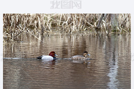 canvasback ˮݷ.