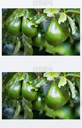 原创绿色鳄梨果生长在树枝上