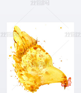 Chicken. Chicken watercolor. chicken illustration with splash watercolor textured background. 