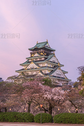 Osaka castle with cherry blossom. 