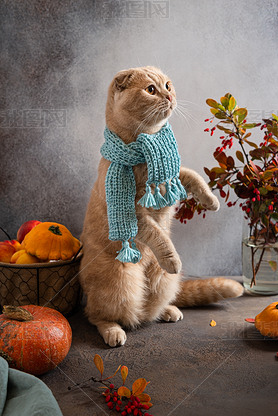 Cute cat with knitted scarf sitting on his legs among autumn lees and pumpkins on grey background.