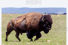 The Iconic Wild Western Symbol - the American Bison (or Buffalo) on the Range in Oklahoma.