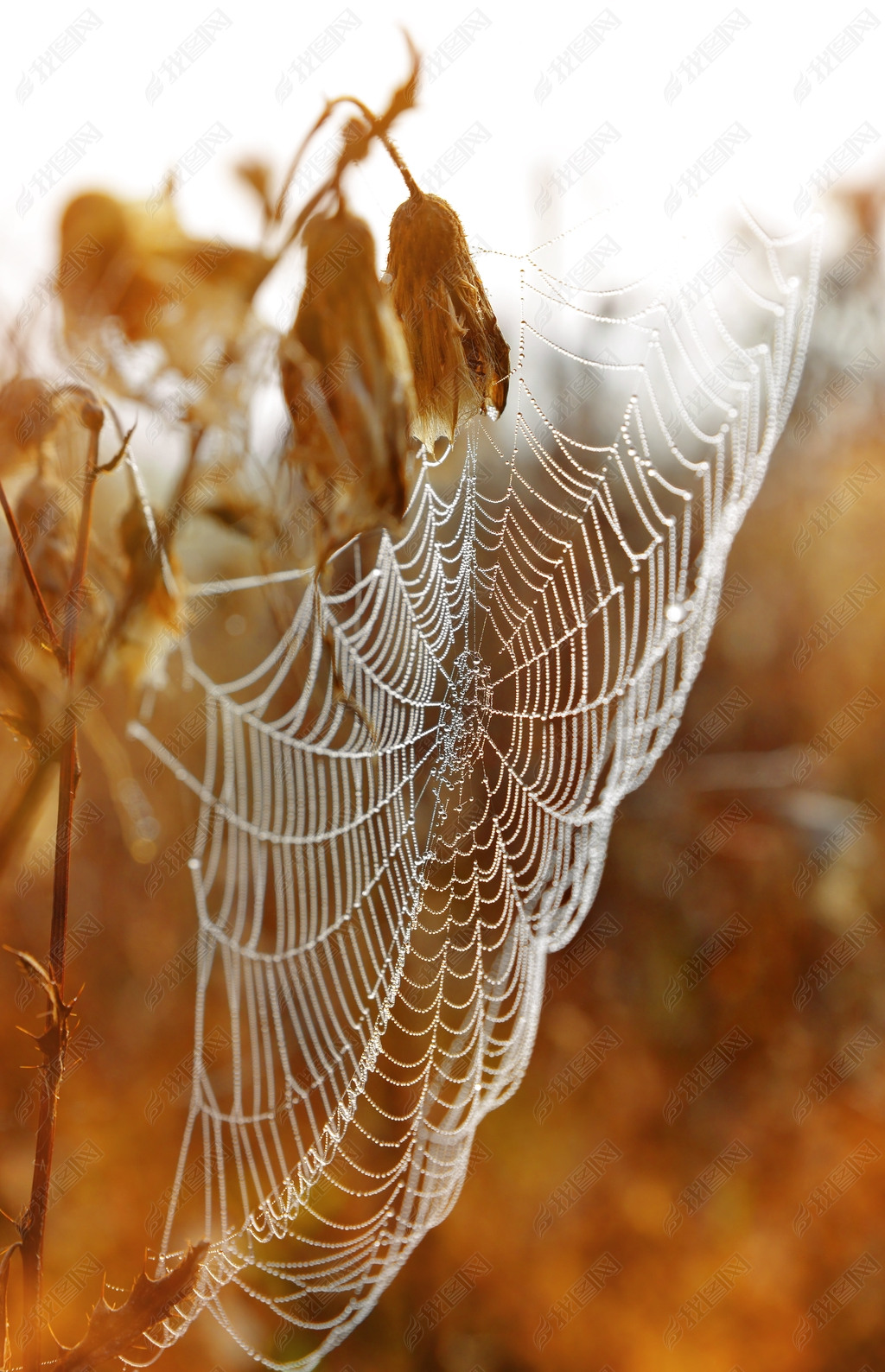 原创露水的蜘蛛网顺便来看看日出.
