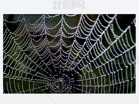 Web.