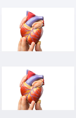 显示模型人的心脏上白色的手指