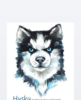 在背景上水彩哈士奇