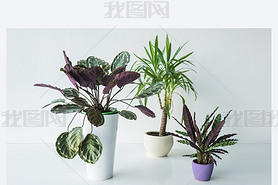 calathea ֲڻɫµз