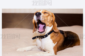 Beagle ȮҪڼ˯