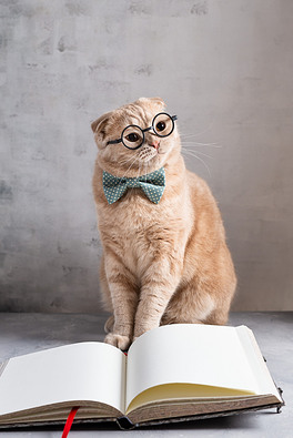 戴眼镜和领结的学来的猫坐在翻开的书本前.