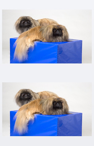 pekinese dog图片