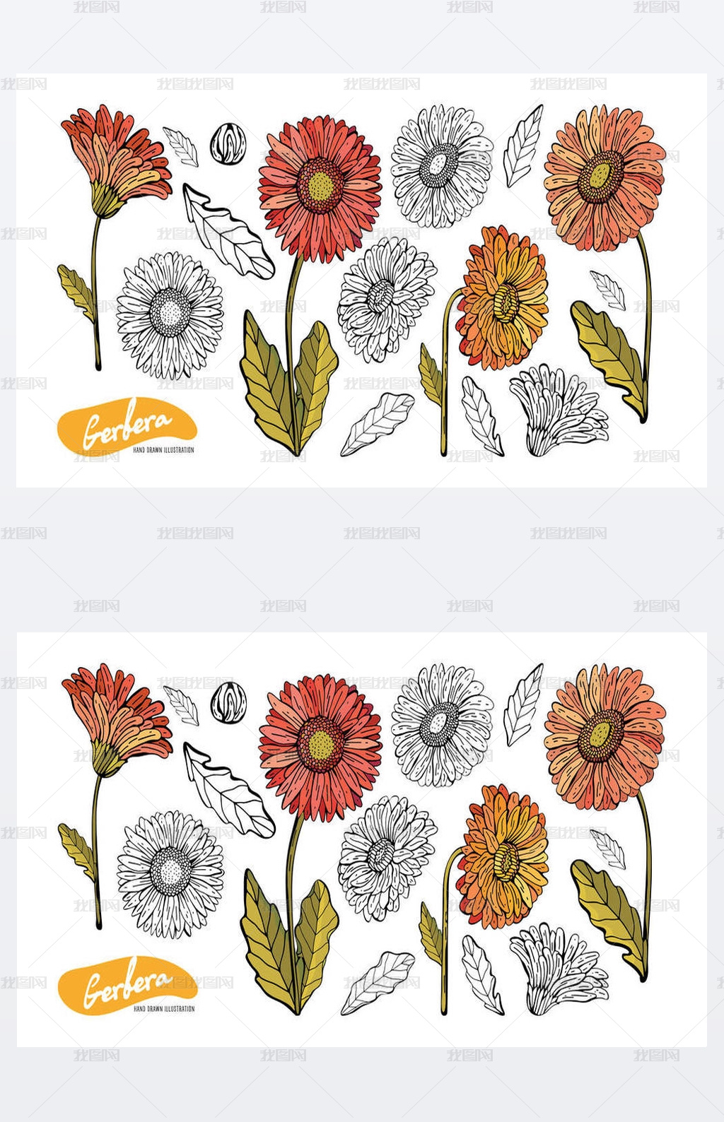 格贝拉花 叶子 茎 芽手画在颜色和黑白线 矢量中的植物插图集 浪漫花卉元素 白色背景上的孤立对象 图片素材模板下载 自然风景 我图网 格贝拉花 叶子 茎 芽手画在颜色和黑白线 矢量中的植物插图集 浪漫花卉元素 白色背景上的孤立对象 图片素材模板下载 自然风景 我图网