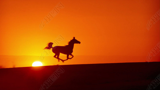骏马奔驰晚霞辉映唯美夕阳高清视频素材