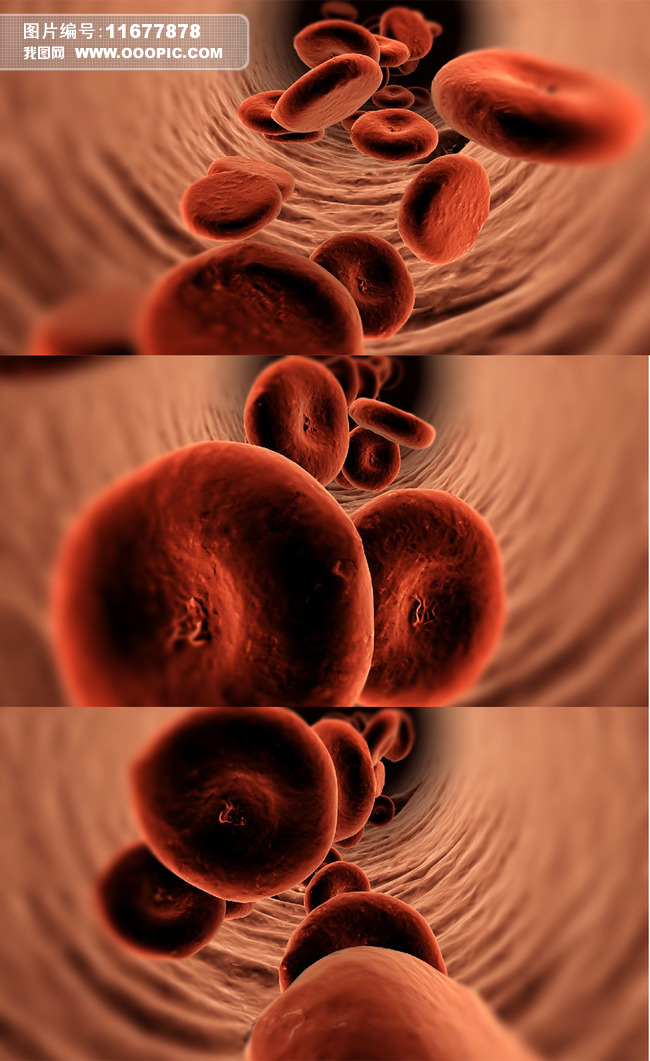 红细胞在血管流动医疗动画模拟视频素材