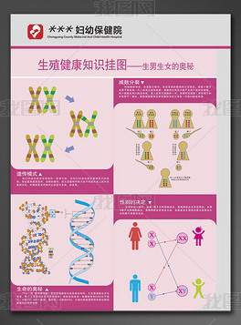 男女生殖健康知识挂图染色体