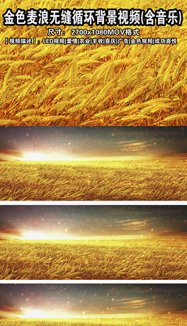 金色麦浪无缝循环背景视频高清5组透明通道黄金龙原创军事报道新闻