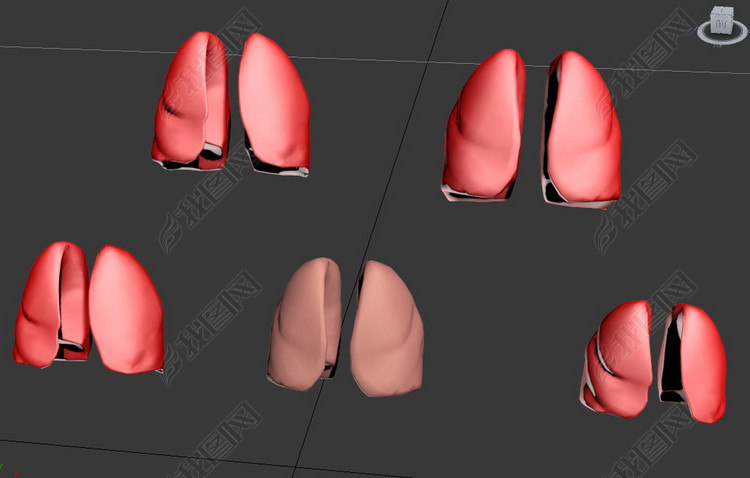 五种人体器官肺的3D模型